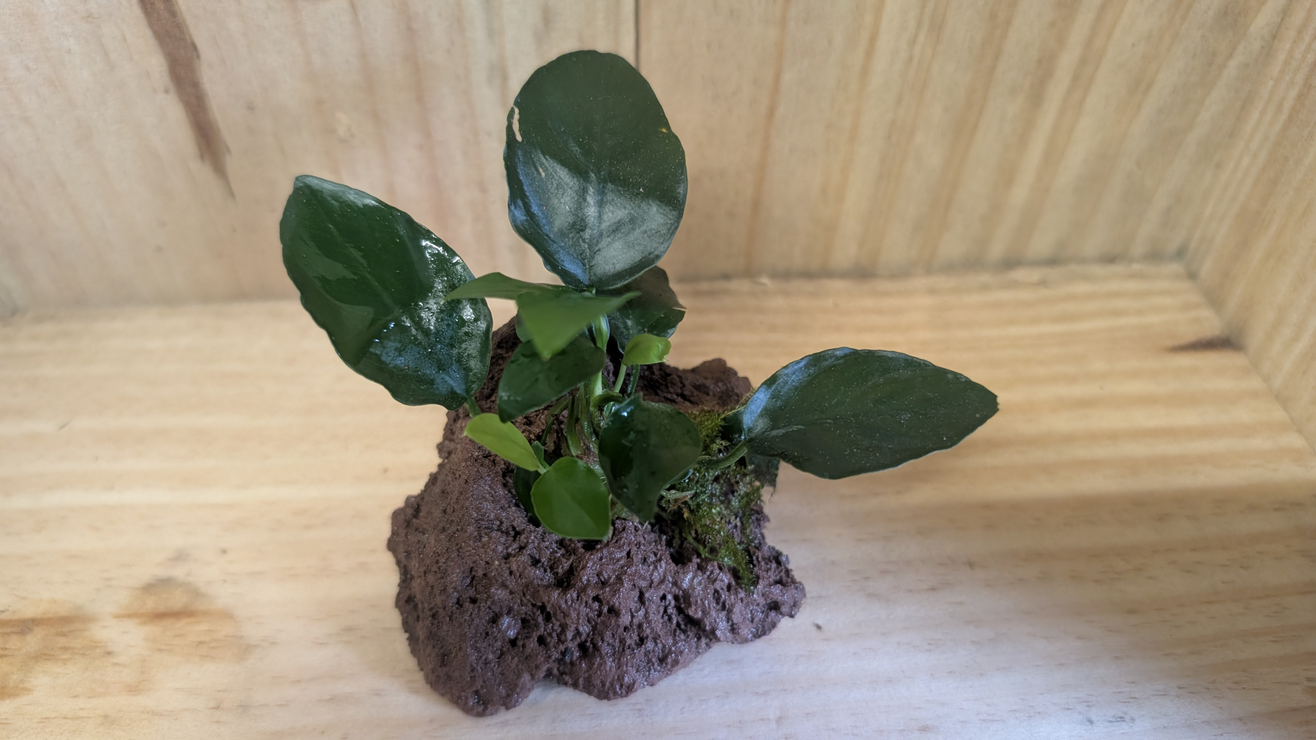 Anubias & Christmas Moss on Lava Rock: Effortless Aquarium Ready-to-Drop Beauty