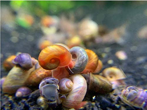 Buy 10 Colorful Ramshorn Snails – The Ultimate Aquarium Cleaning Crew!