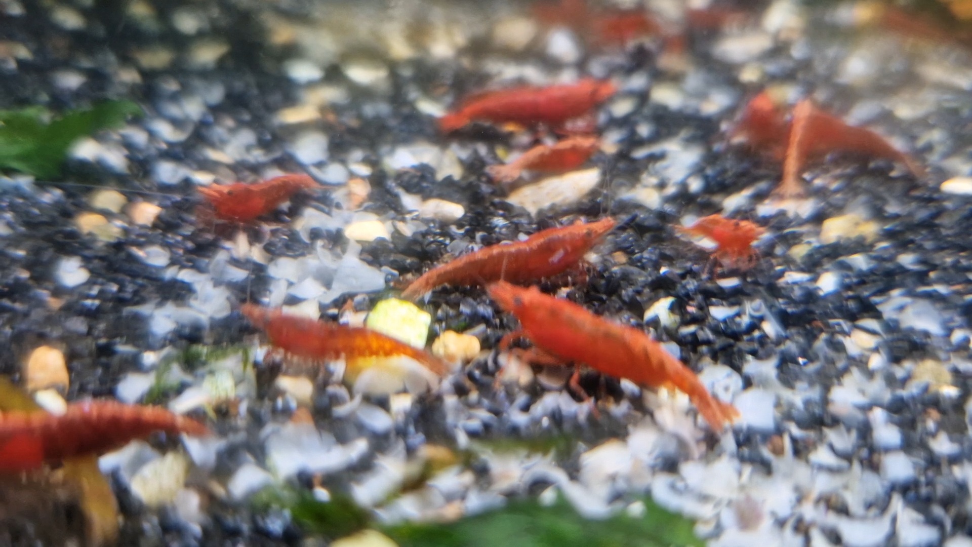 Purchase 10 Premium Red and Homebred Cherry Shrimp