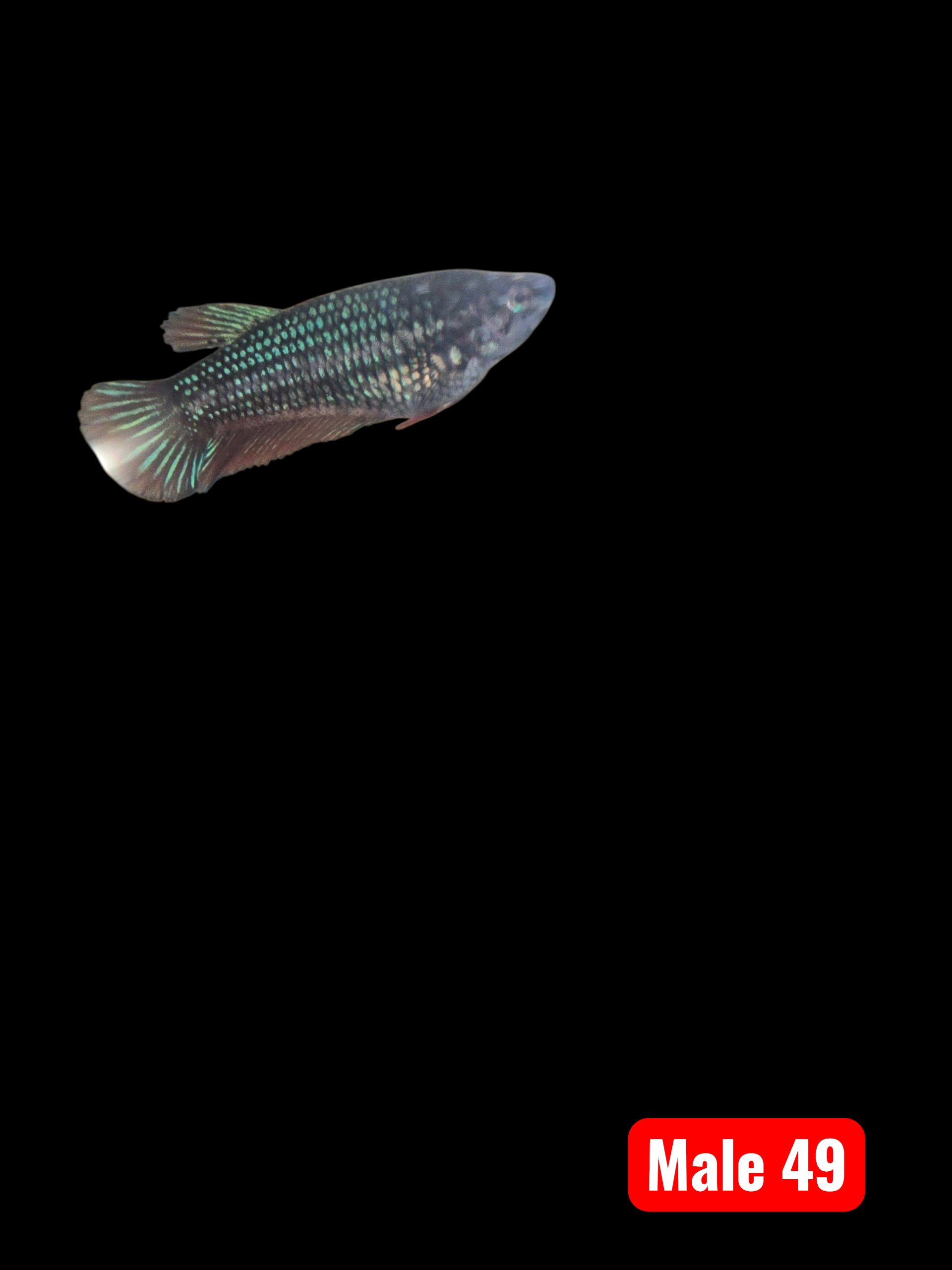 Discover Dazzling Betta Fish: Vibrant Colors and Unique Fins Perfect for Your Aquarium!