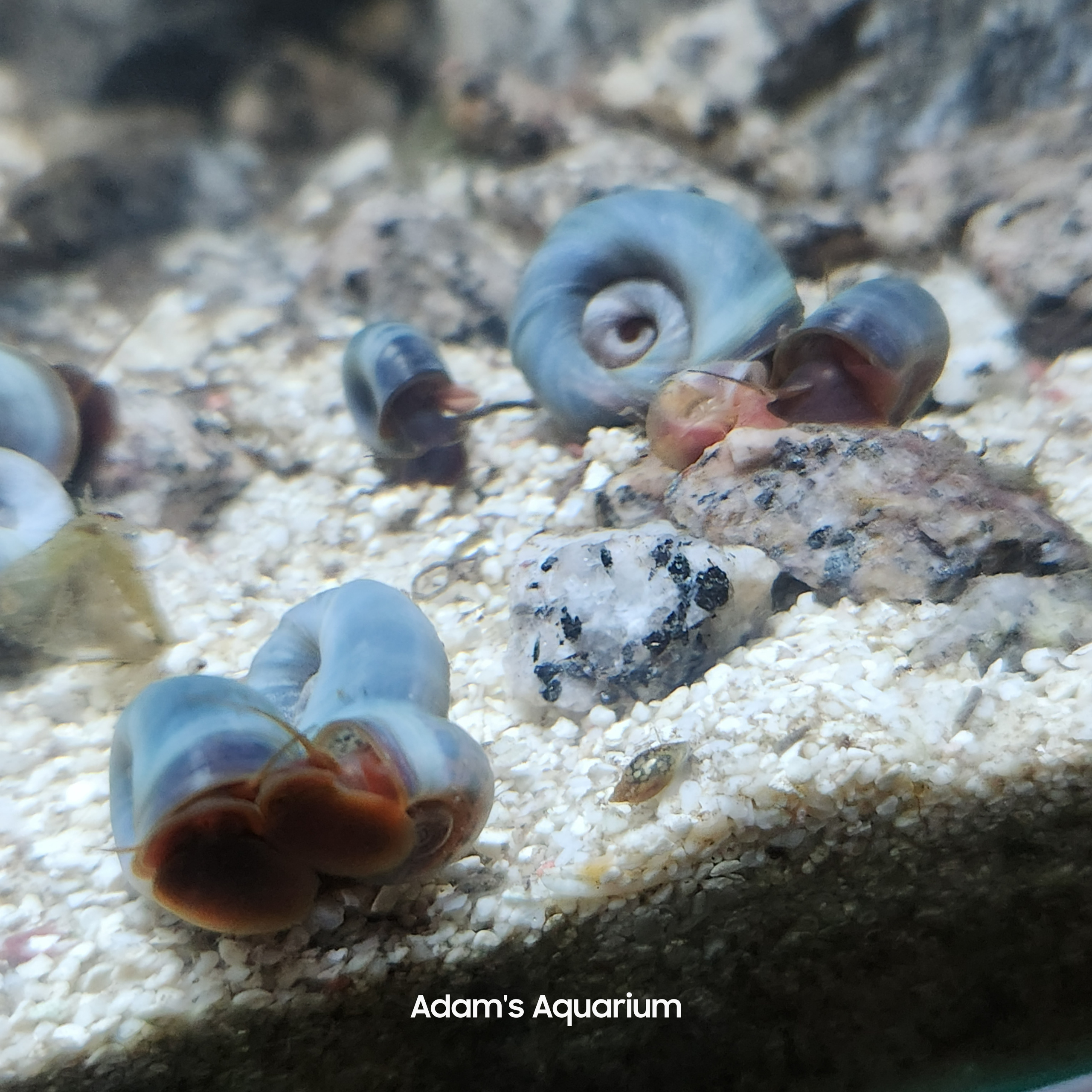 Buy Blue Ramshorn Snails: The Ultimate Aquarium Cleanup Crew Delivered Fast!