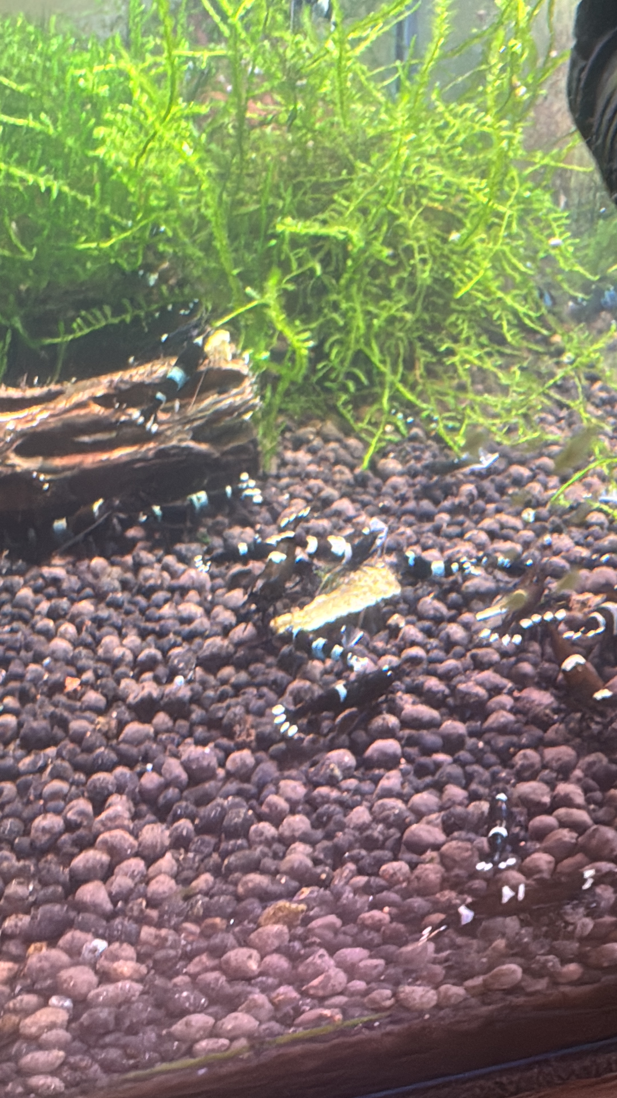 Discover Vibrant Caradina Shrimp: Perfect for Low GH/KH Aquariums