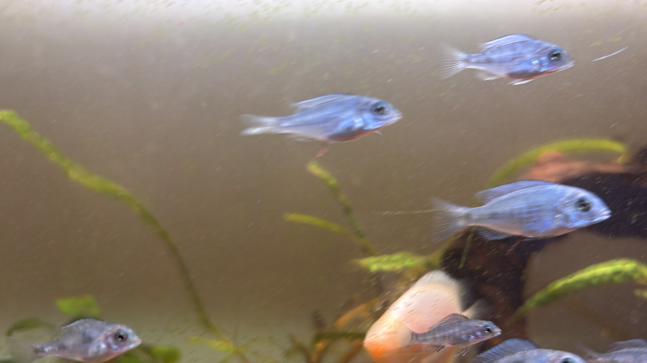 Juvenile dolphin head cichlids