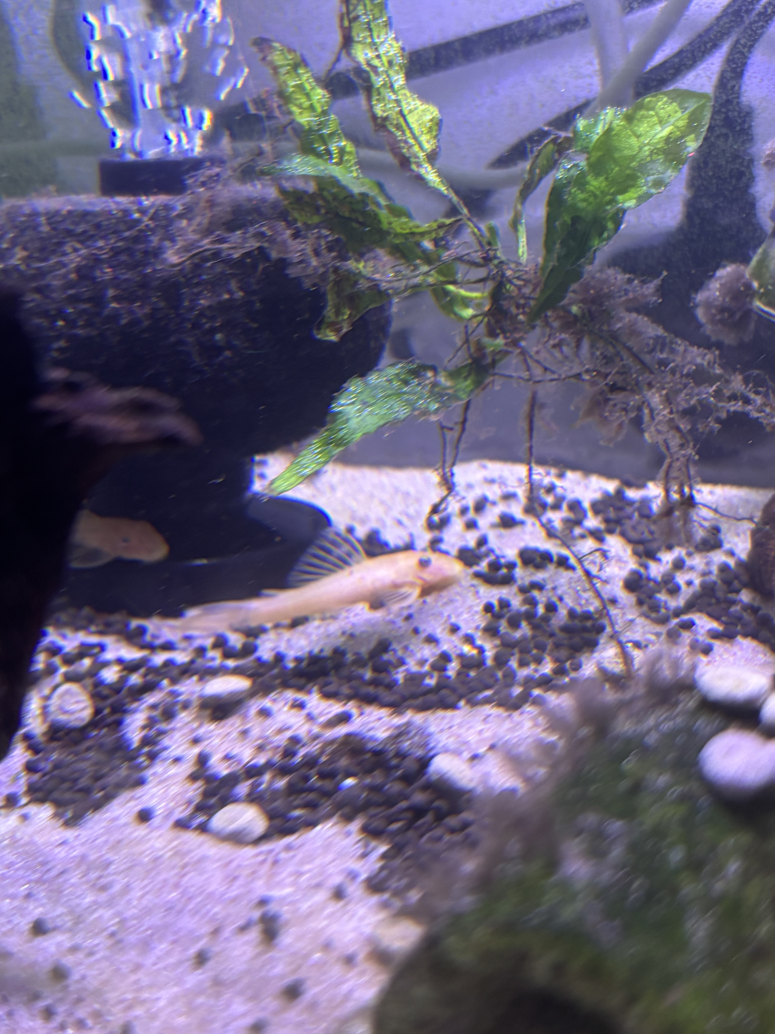 Long finned blue eyed lemon plecos