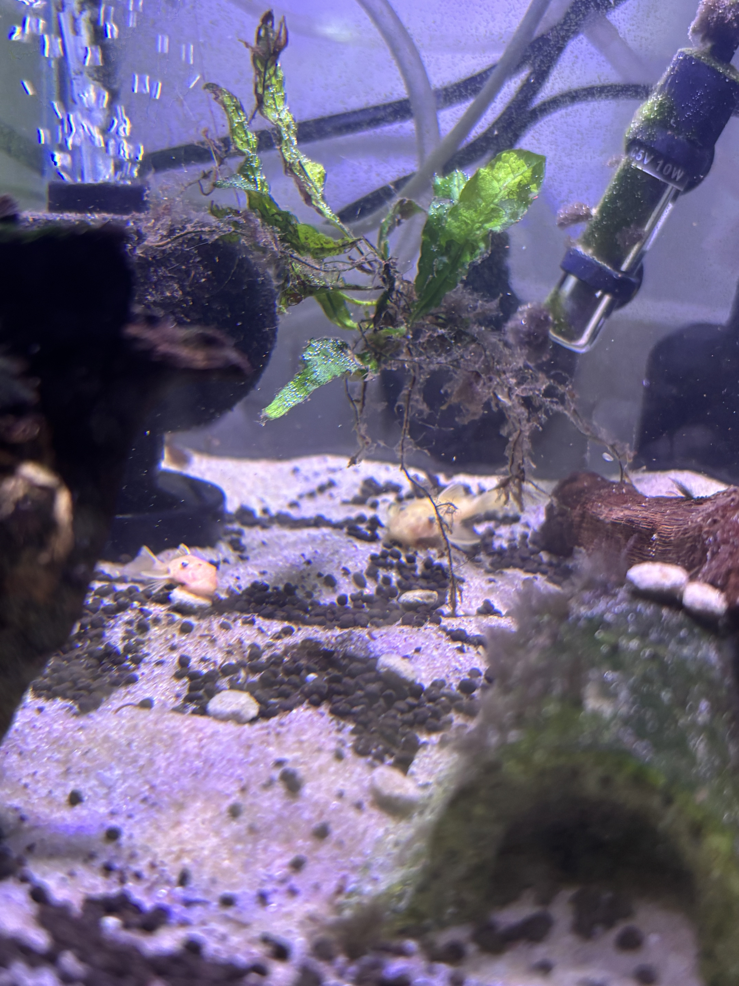 Short finned Blue eyed lemon plecos