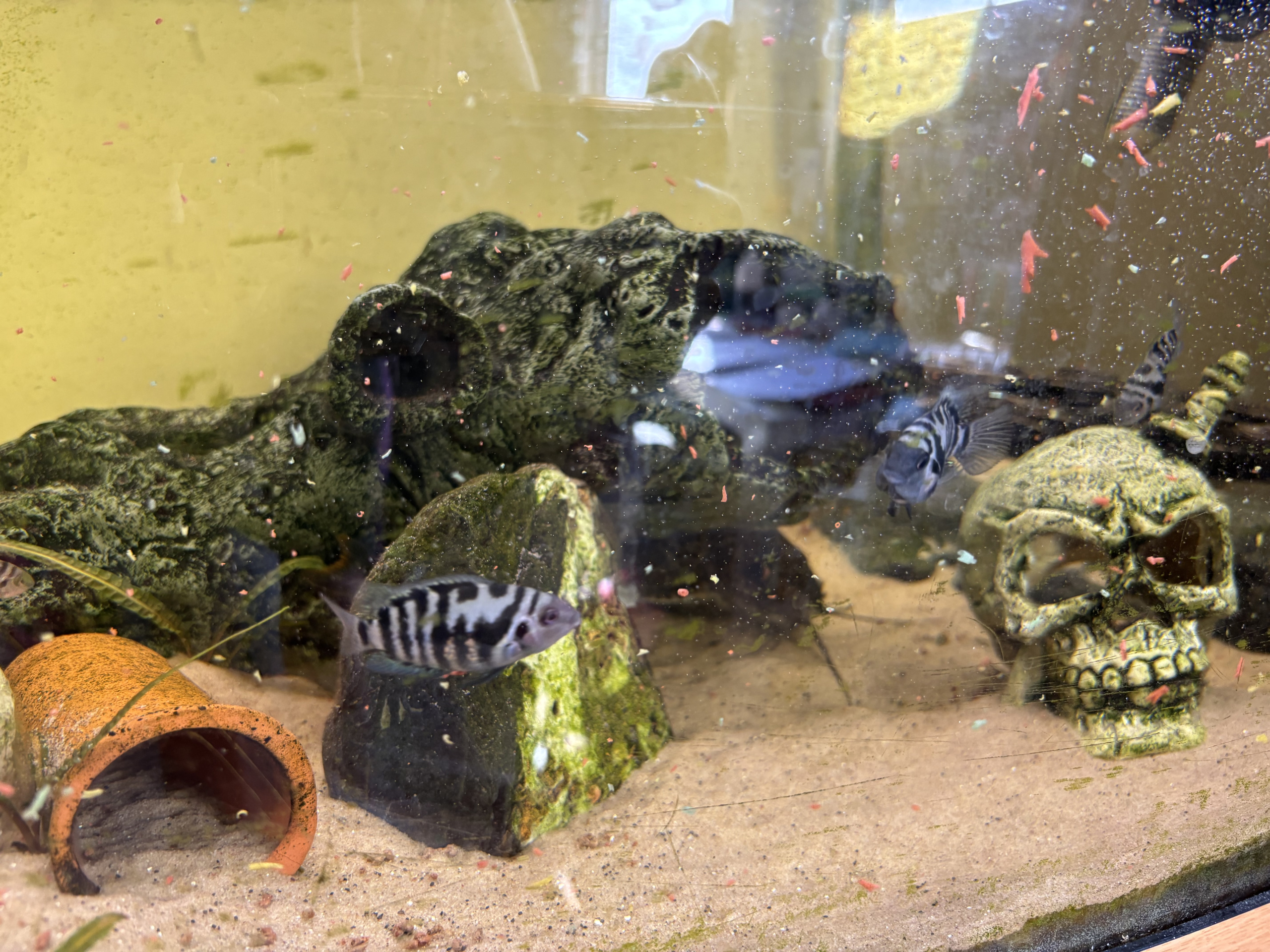 Convict cichlid proven breeding pair