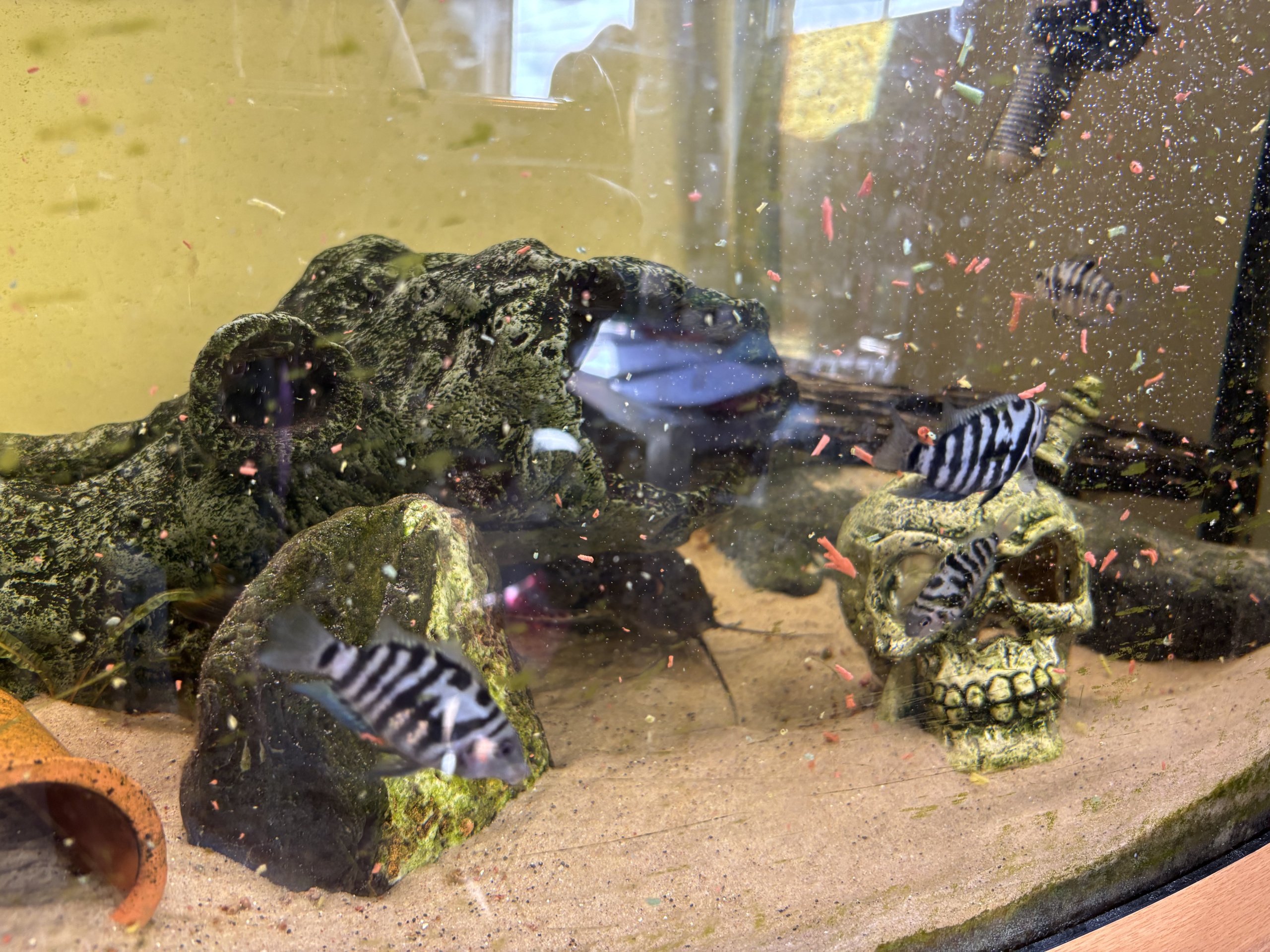 Juvenile convict cichlids