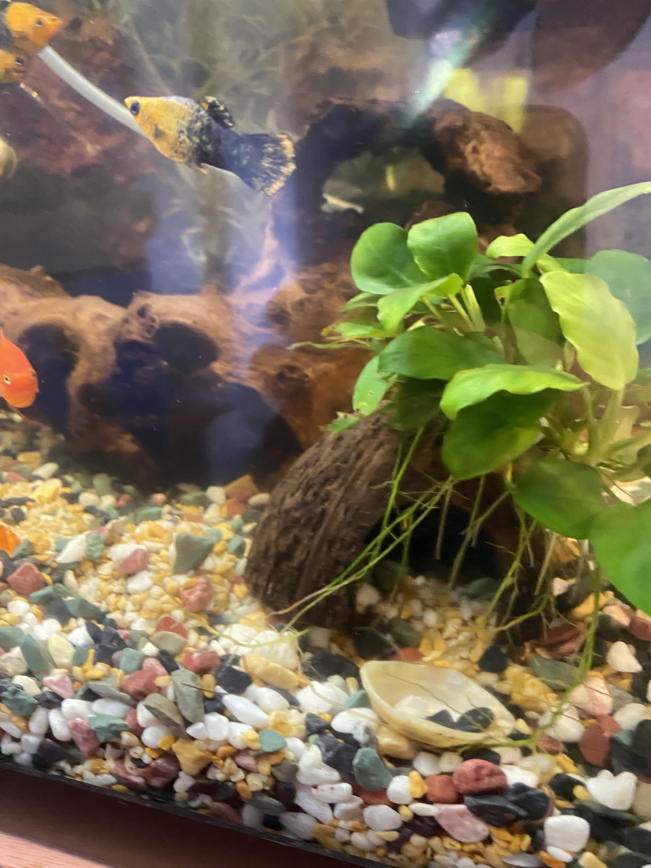 Tropical fish