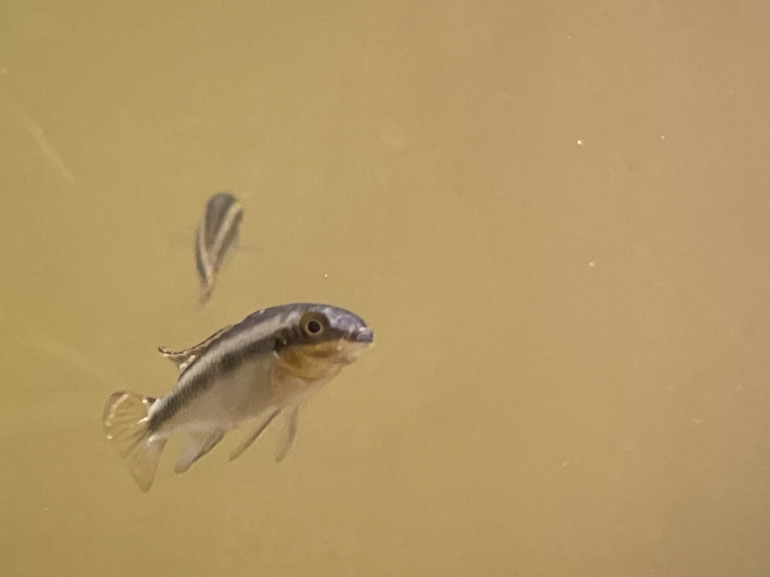 Juvenile Kribensis for sale