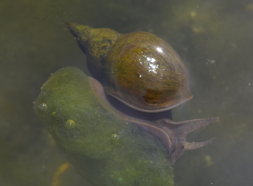 Great Pond Snails x 12 Lymnaea Stagnalis, Algae eating, pond and aquarium cleaning, UK Native.