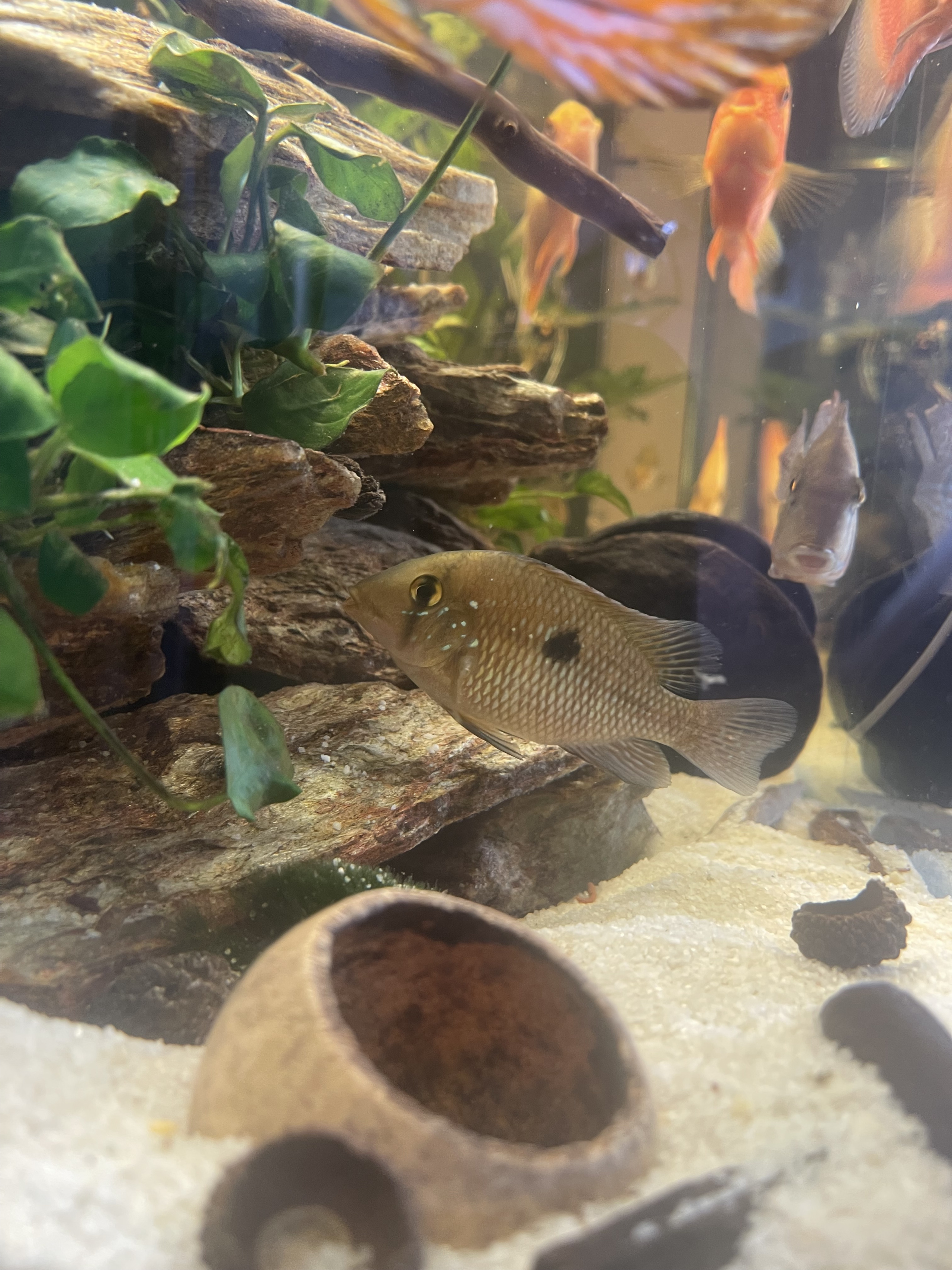 Geophagus Brasiliensis for sale