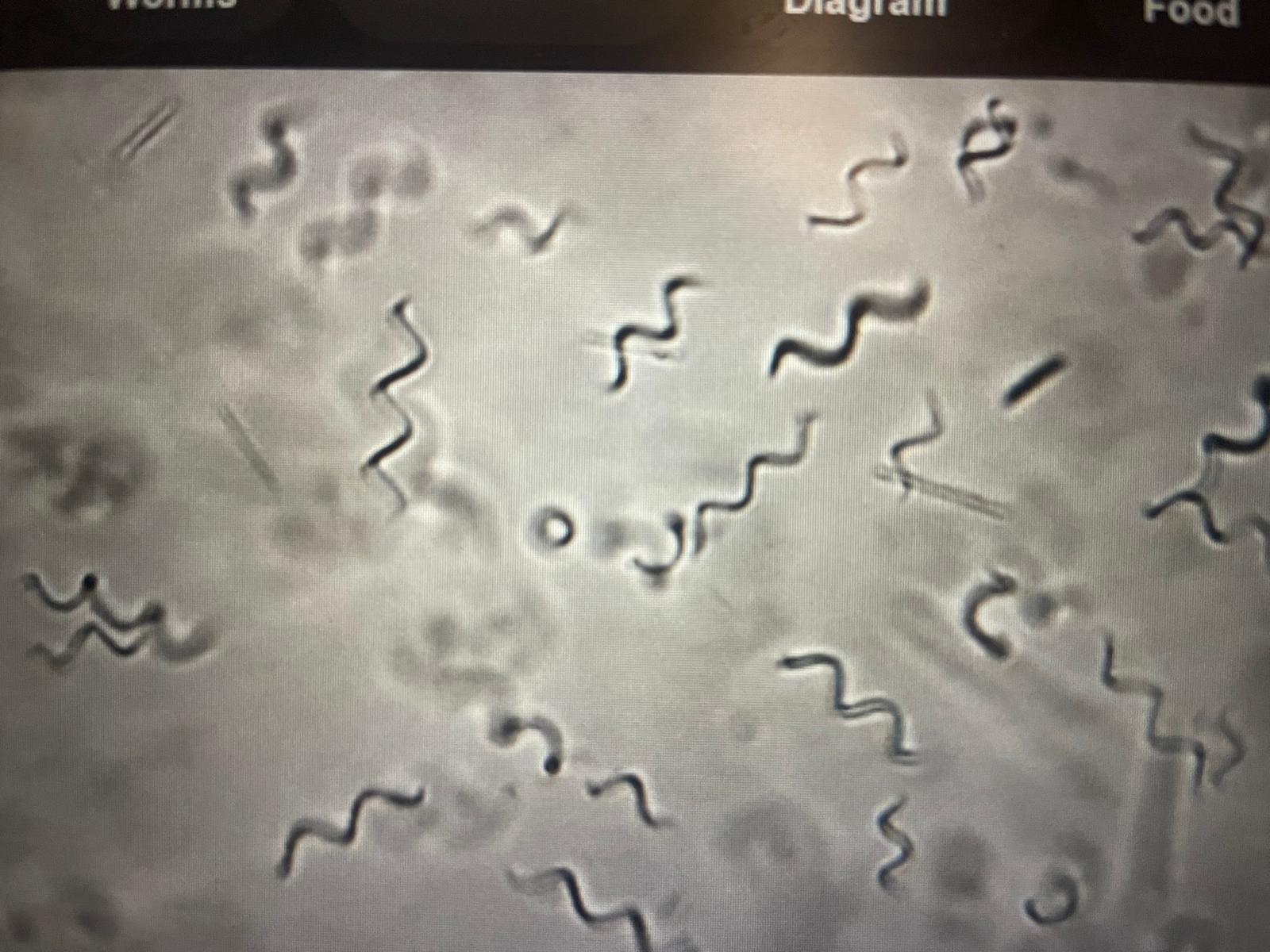 Large Vinegar Eel Cultuer