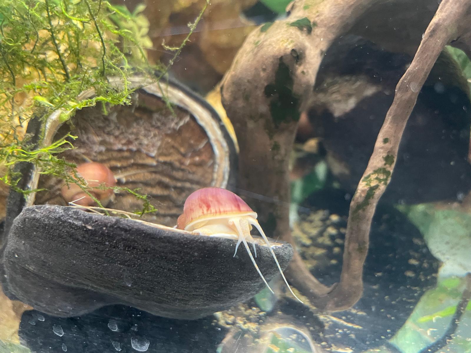 Explore 3x Magenta Mystery Snails and Get a Complimentary Buddha Nut Seed Pod for Enhancing Your Aquatic Environment!