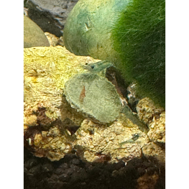 Cherry shrimp mixed colours