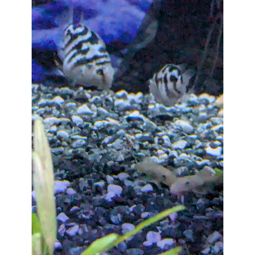 Blue polar parrot cichlid fry