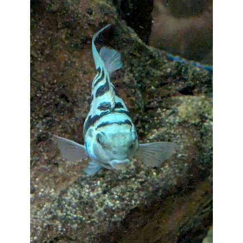 Blue polar x platinum polar cichlid