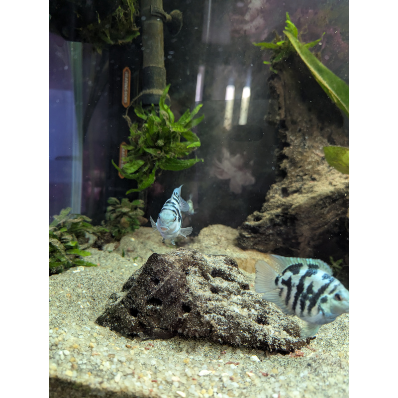 Blue polar x platinum polar cichlid