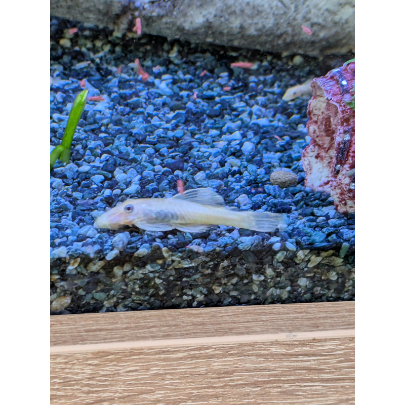 L144 Lemon blue eyed plecos
