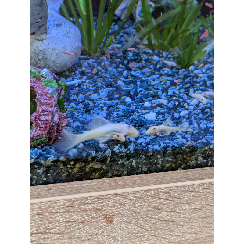 L144 Lemon blue eyed plecos