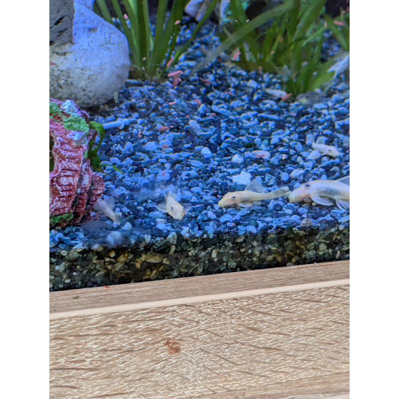 L144 Lemon blue eyed plecos
