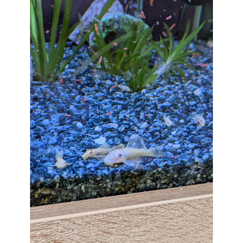 L144 Lemon blue eyed plecos