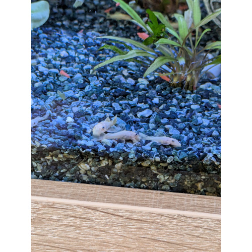L144 blue eyed plecos