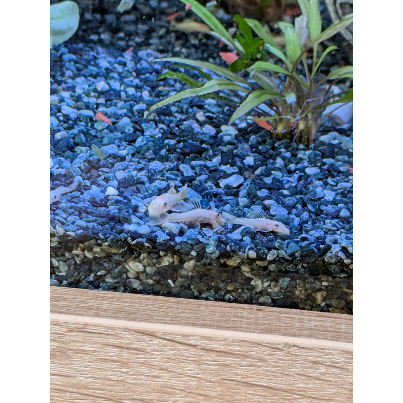 L144 Lemon blue eyed plecos