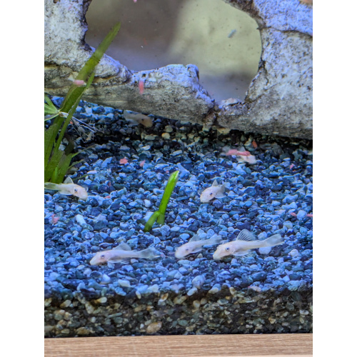 L144 Lemon blue eyed plecos
