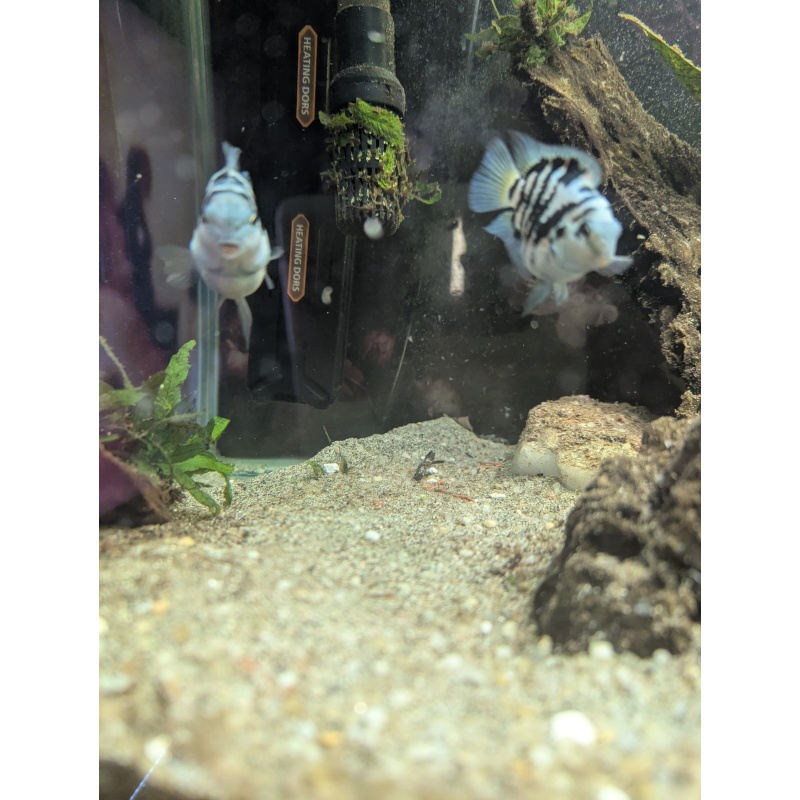 Blue polar parrot cichlid breeding pair