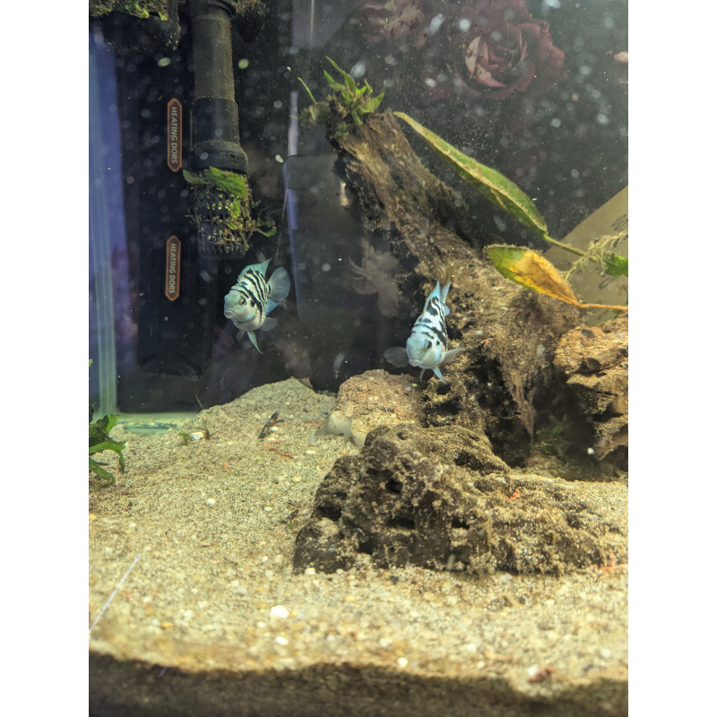 Blue polar parrot cichlid breeding pair
