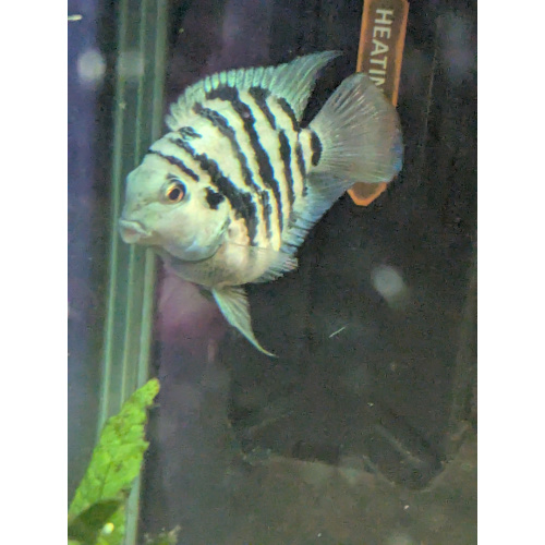 Blue polar parrot cichlid breeding pair