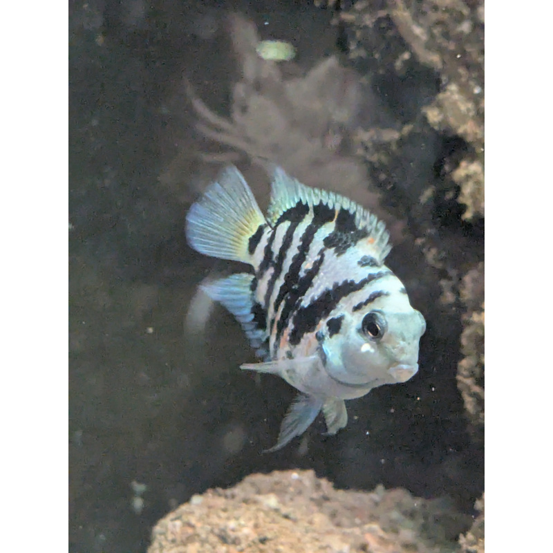 Blue polar parrot cichlid breeding pair