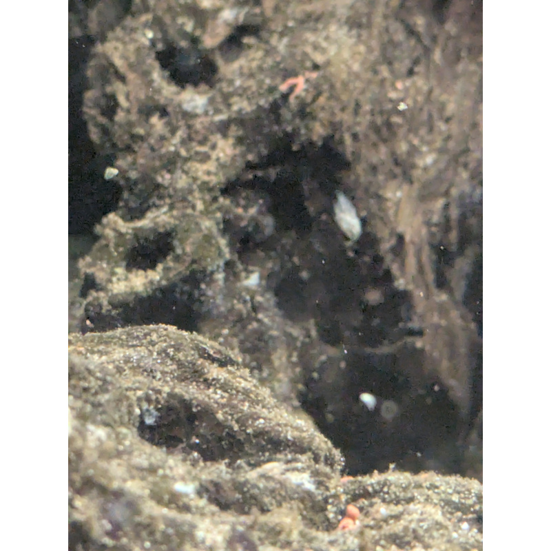 Blue polar parrot cichlid breeding pair