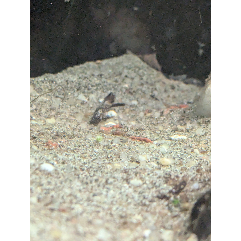 Blue polar parrot cichlid breeding pair