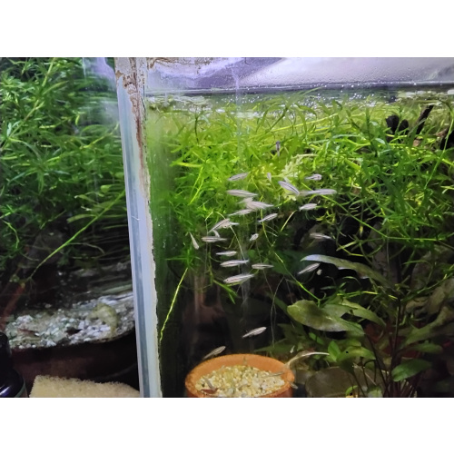 Spotted dwarf danio Nigrofasciata