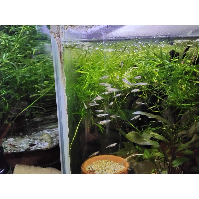 Spotted dwarf danio Nigrofasciata