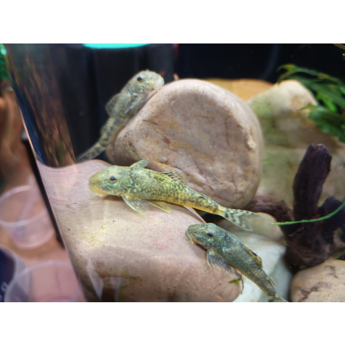 3x Rare LDA25 Pitbull Pleco,Parotocinclus Jumbo