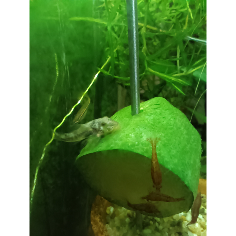 3x Rare LDA25 Pitbull Pleco,Parotocinclus Jumbo