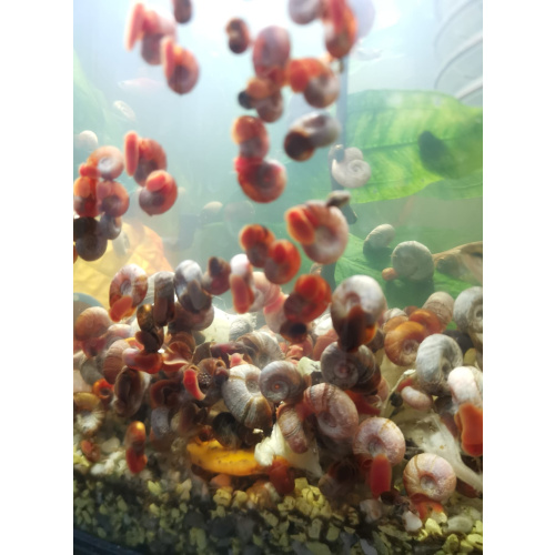 30x Ramshorn Snails Mixed Colours And Sizes