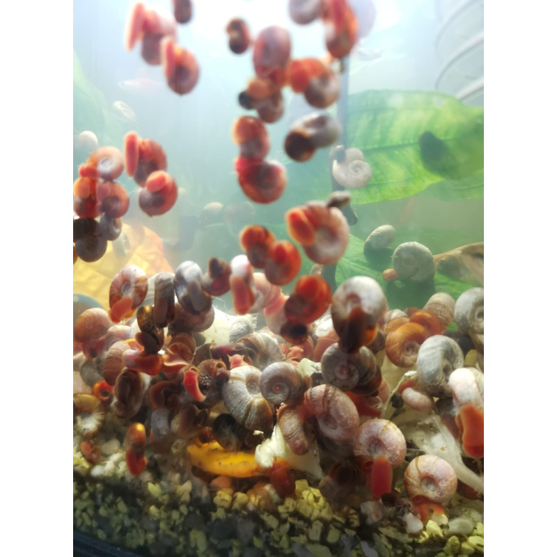 30x Ramshorn Snails Mixed Colours And Sizes