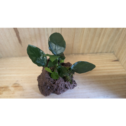 ???? Easy-Care Anubias Plant and Christmas moss on Lava Rock (Ready to Drop In!)