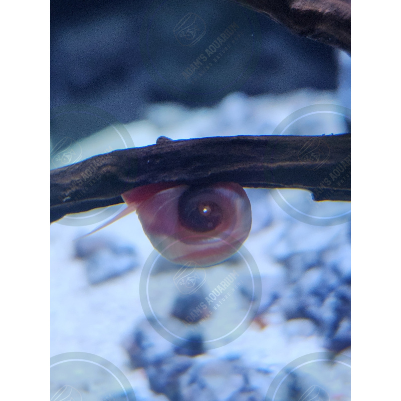 Mixed colours Ramshorn Snails  X10