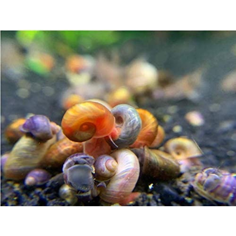 Mixed colours Ramshorn Snails  X10