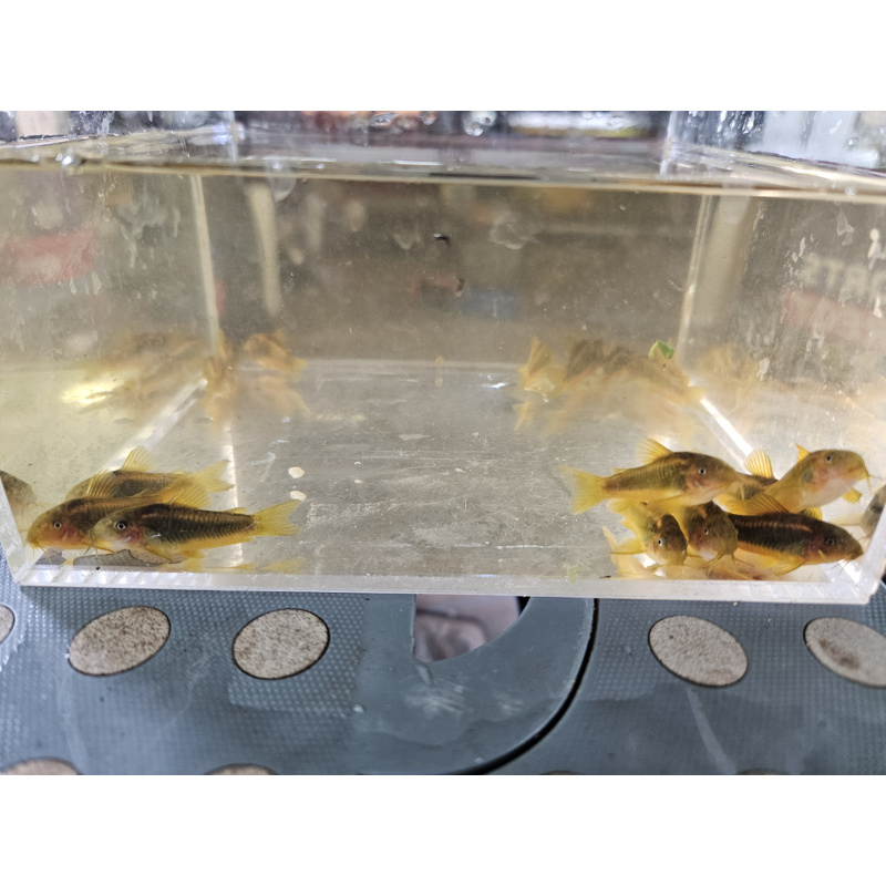 Gold Laser Corydoaras sp CW10 x4 ,free delivery