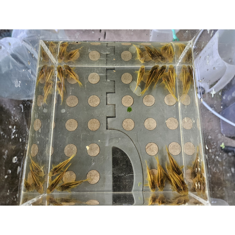 Gold Laser Corydoaras sp CW10 x4 ,free delivery