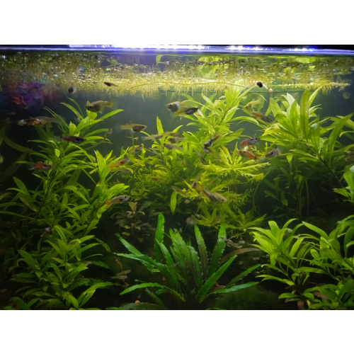 Wild type endler guppies