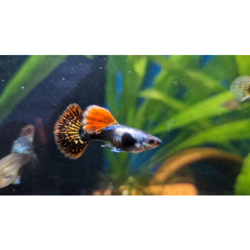 1 PAIR OF RED DRAGON GUPPIES