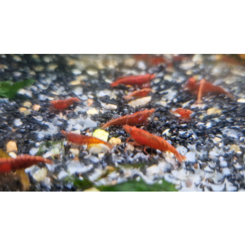10 X RED CHERRY SHRIMP