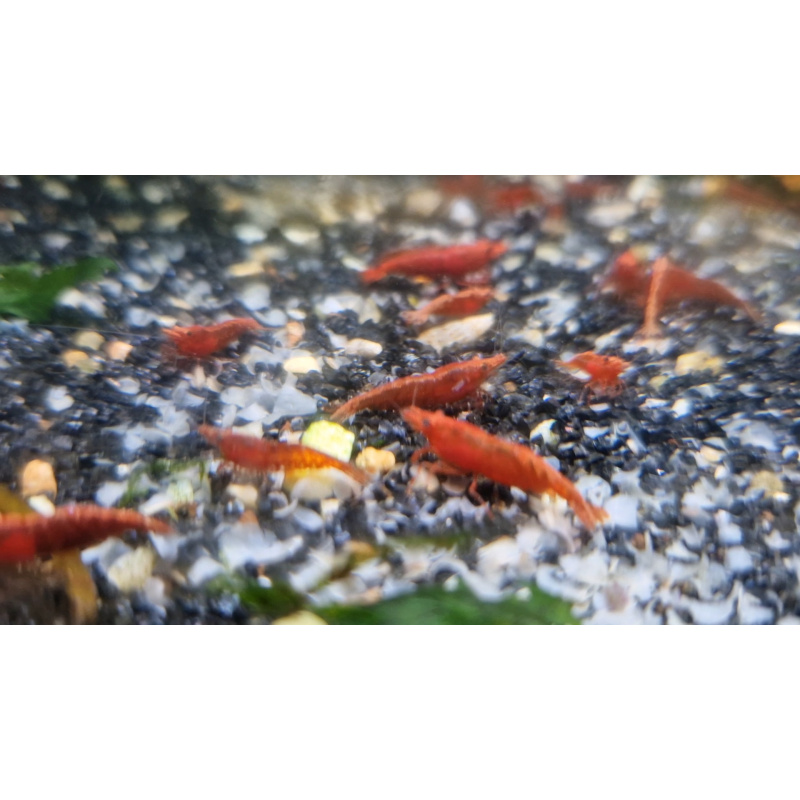10 X RED CHERRY SHRIMP