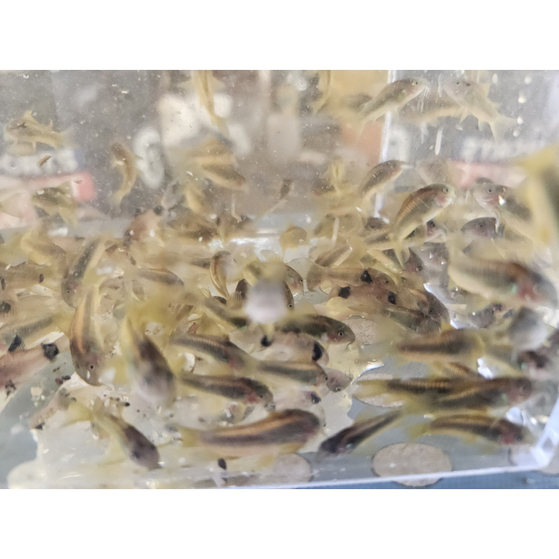 Gold Laser Corydoaras sp CW10 x4 ,free delivery